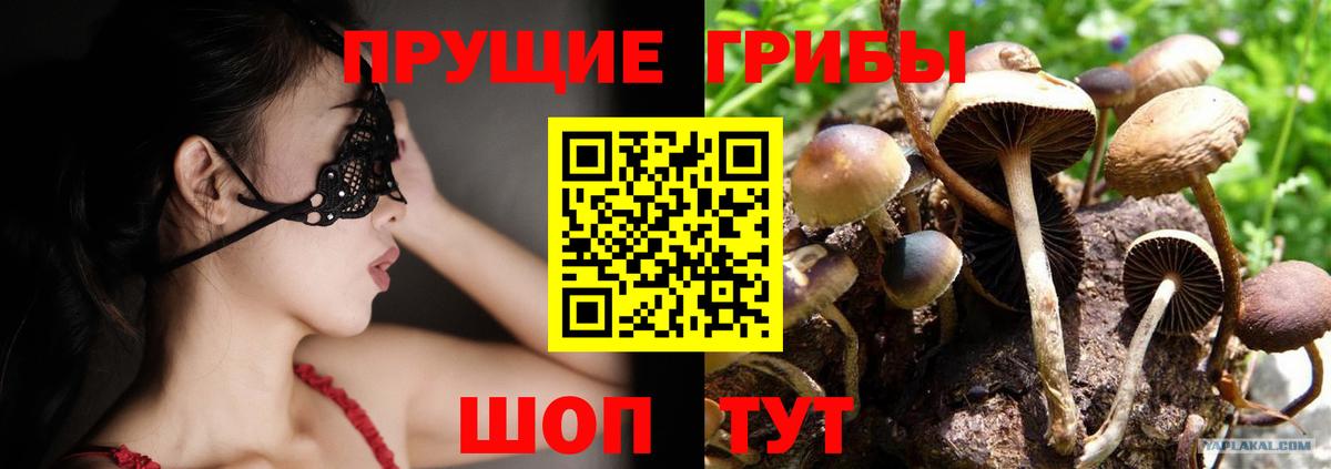 Псилоцибиновые грибы прущие грибы  Вход с VPN  Богданович 